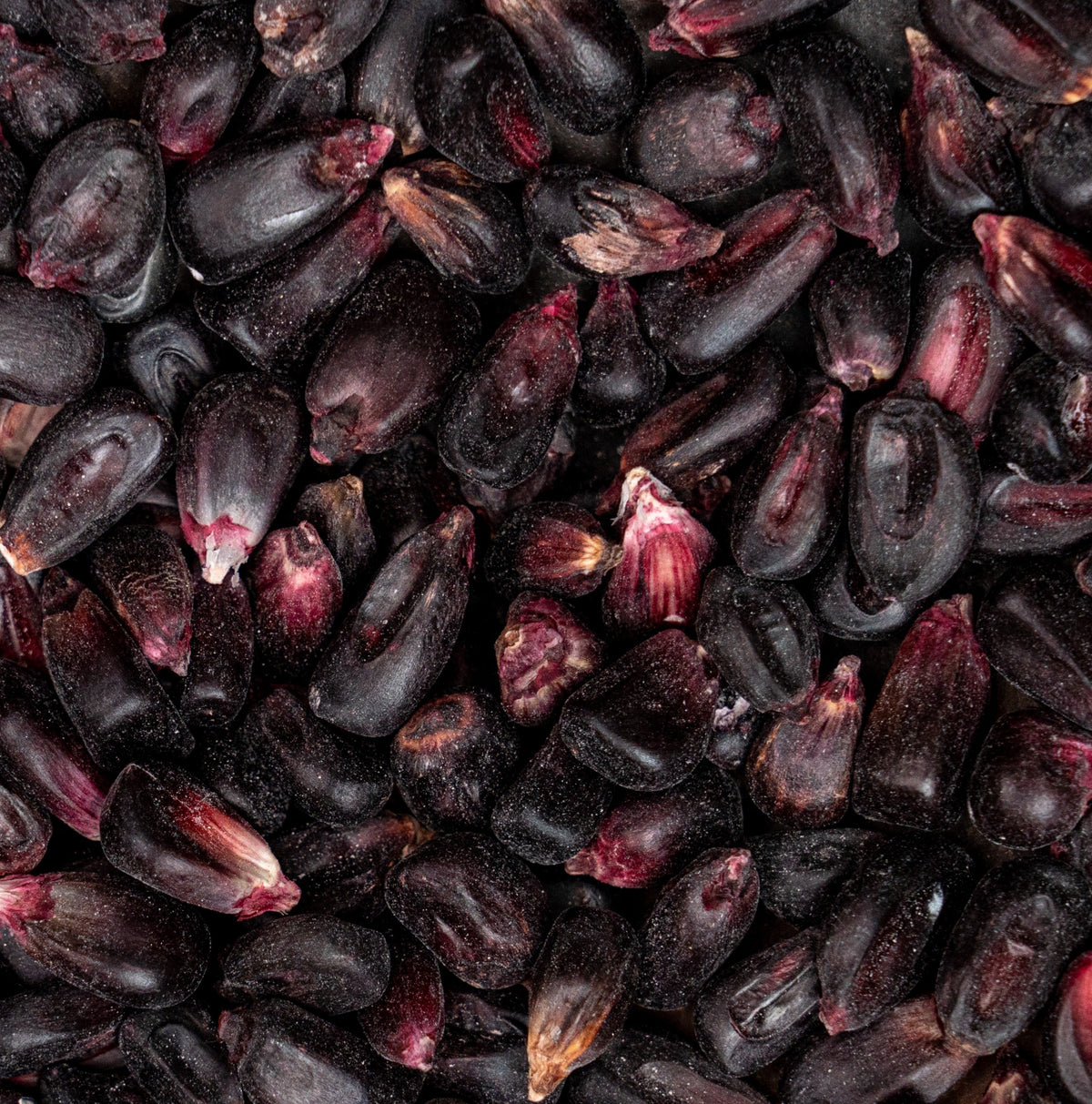 Black Dried Corn