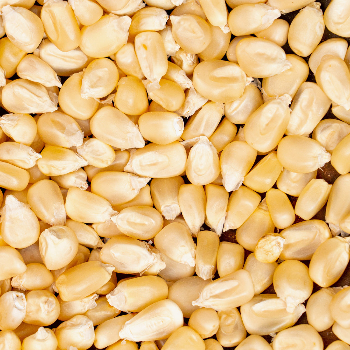 White Dried Corn