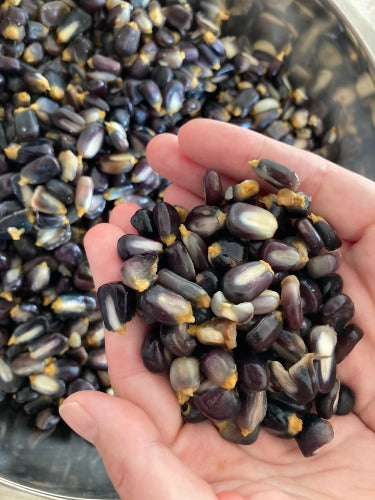 Blue Corn Nixtamal
