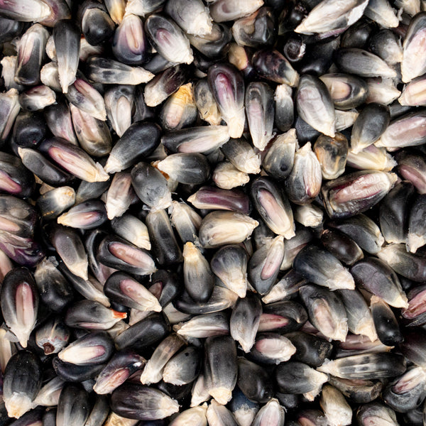 Blue Dried Corn