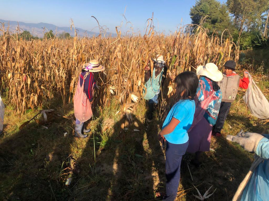 Corn producers