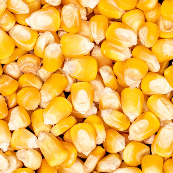 Yellow Dried Corn
